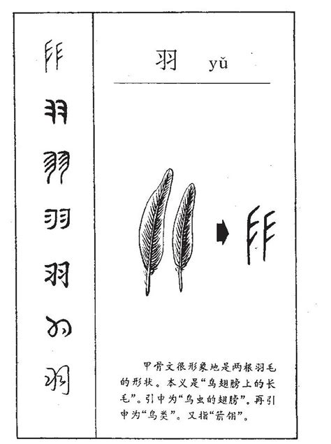 羽部的字|羽字旁 (羽部),偏旁部首为羽的字